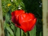 Tulipanino